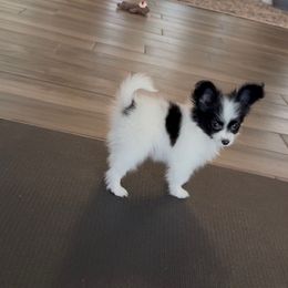 Aspen - White and black female Papillon puppy in Howe, Oklahoma from Southern Sweet Papillons
