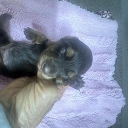 Girl 2 - Chocolate and tan female Dachshund puppy in Polo, Missouri from Blue Tails Farm
