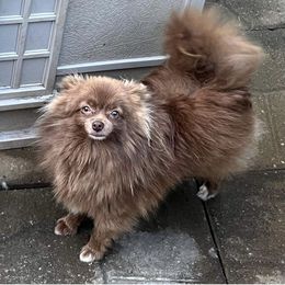 Dixie - Pomeranian