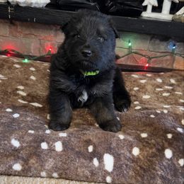 Green color - Black and tan female German Shepherd puppy in Marion, Ohio from Legacy K9’s
