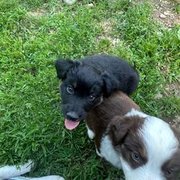AKC Onyx - Black tri-color male Australian Shepherd puppy in Prairie Grove, Arkansas from IQ Farms