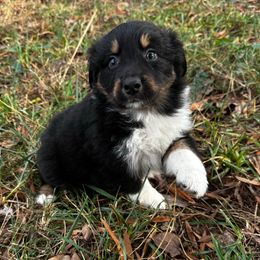 Eave - Black tri-color female Australian Shepherd puppy in Asheboro, North Carolina from Stellar Aussies