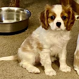 Data - Blenheim Cavalier King Charles Spaniel puppy in Toledo, Ohio from Hopewell Cavaliers