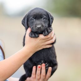 Pink Girl - Black female Labrador Retriever puppy in Pasco, Washington from Mid-Columbia Labradors