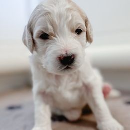 Ridge - Parti male Goldendoodle puppy in Merced, California from Old Lake Doodles