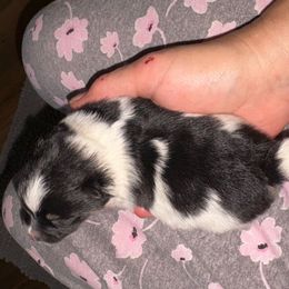 Tank - Tri-colored male Pomeranian puppy in Gilmer, Texas from Fairchild Fancy Pomeranians and Coachella Pomeranians
