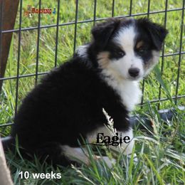 Miniature American Shepherd Puppies from Rocking J Miniature American Shepherds