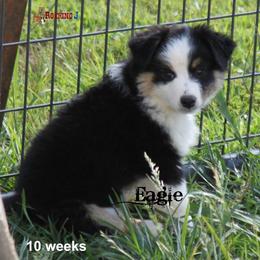 Miniature American Shepherd Puppies from Rocking J Miniature American Shepherds