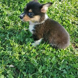 Pembroke Welsh Corgi Puppies from AJ'S Country Corgi's