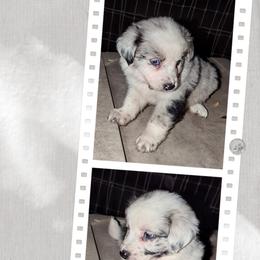 Australian Shepherd and Great Dane Puppies from AEW Farm