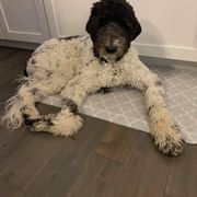 Bordoodle and Poodle All Grown Up from Swan Field Farms