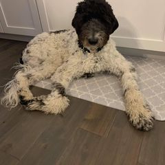 Bordoodle and Poodle All Grown Up from Swan Field Farms