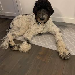 Bordoodle and Poodle All Grown Up from Swan Field Farms