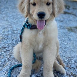 Golden Retriever Puppies from M5 Goldens