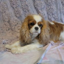 Charlotte - Cavalier King Charles Spaniel