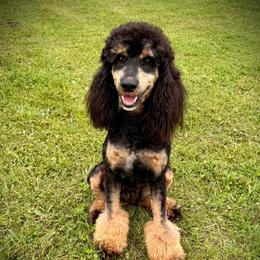 Frankie - Poodle
