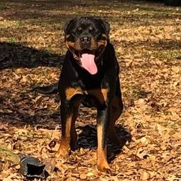 Rottweiler Puppies from Bronx Von Bridges Rottweilers