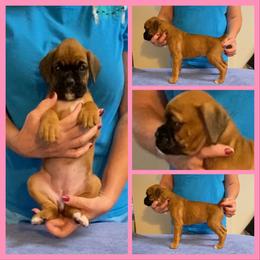 Light pink - Fawn female Boxer puppy in Butler, Pennsylvania from Schaible's Boxer Huddle