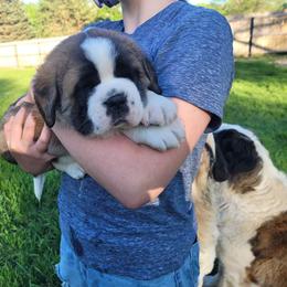 Saint Bernard Puppies from Split Rock Saints