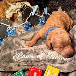 Blue - Red  male Poodle puppy in El Paso, Texas from Paws Of Beauty