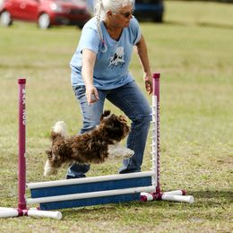 "Diva" - Havanese