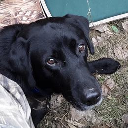 Labrador Retrievers from Foundation Retrievers