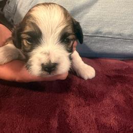 Harry - Brown male Maltipoo puppy in Santaquin, Utah from Willow & Wag Farm
