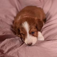 Bernedoodle, Bordoodle, and Golden Retriever Puppies from Golden Light Puppies