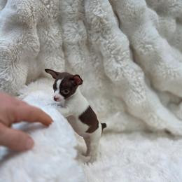 Bonita - Chocolate and white female Chihuahua puppy in East Camden, Arkansas from RoyAl