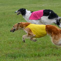 Borzois from Raywood