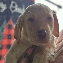 Girl 4 - Yellow Labrador Retriever puppy in Rogue River, Oregon from PNW Labradors