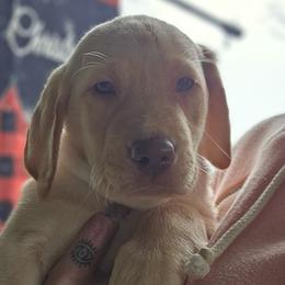 Girl 4 - Yellow Labrador Retriever puppy in Rogue River, Oregon from PNW Labradors