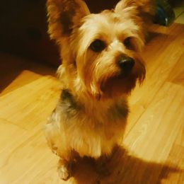 Yorkshire Terriers from Rocketeer Yorkies