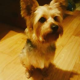 Yorkshire Terriers from Rocketeer Yorkies
