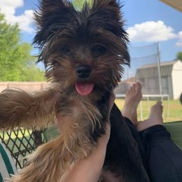 Yorkshire Terrier Puppies from Island lake Yorkies