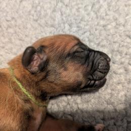 Green collar girl - Wheaten blk nose female Rhodesian Ridgeback puppy in Middletown, Ohio from Mutare Ridgebacks