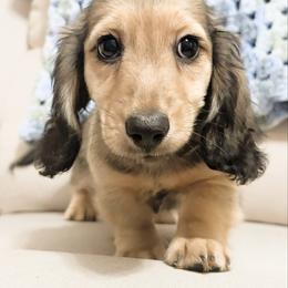 Pumpkin 3500 - Cream male Dachshund puppy in Sylvania, Alabama from Yancey’s Doxies