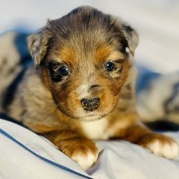 Sky - Blue merle female Miniature Australian Shepherd puppy in Hempstead, Texas from Young Gun Aussies