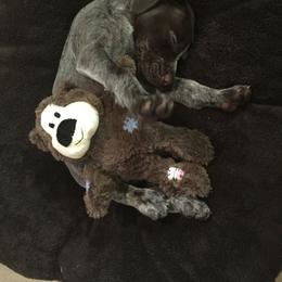 German Shorthaired Pointer Puppies from Coleman Creek Kennel