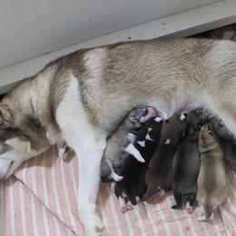 Siberian Husky Puppies from Rebel Huskys