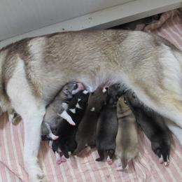 Siberian Husky Puppies from Rebel Huskys