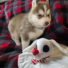 Nicholas - Red and white male Siberian Husky puppy in Kansas City, Missouri from Anuun's Huskies