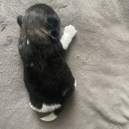 Shih Tzu Puppies from Free Range Shih Tzus