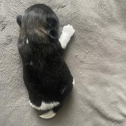 Shih Tzu Puppies from Free Range Shih Tzus