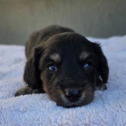Black and Cream Boy - Black and cream male Dachshund puppy in Woodland, Washington from SJs Dachshunds