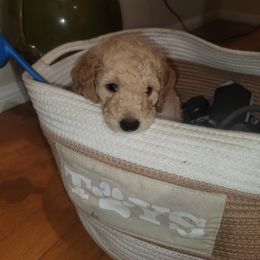 Goldendoodle Puppies from Luna Goldendoodles