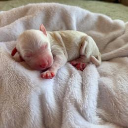 Penelope - Parti female Goldendoodle puppy in Barstow, California from Golden Desert Doodles