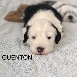 QUENTON - Blue gray and white male Old English Sheepdog puppy in Baltimore, Maryland from Misty Blue’s Old English Sheepdogs