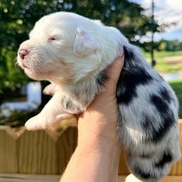 Blue Merle girl 2 - Blue merle female Australian Shepherd puppy in Ashland, Ohio from SS Australian Shepherds