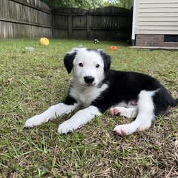 LUMIERE - Black and white male Border Collie puppy in New Bern, North Carolina from New Bern Border Collies
